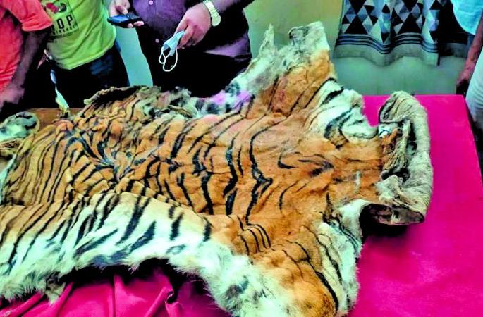 In the cage of a tiger organ smuggler | वाघाचे अवयव तस्करी करणारा आराेपी पिंजऱ्यात In the cage of a tiger organ smuggler | वाघाचे अवयव तस्करी करणारा आराेपी पिंजऱ्यात