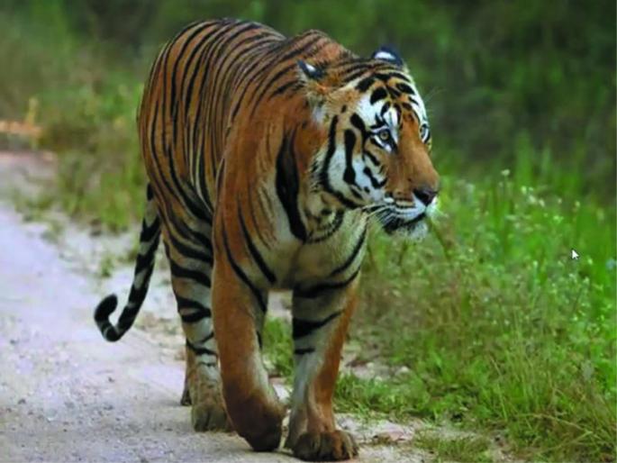 Panic in Makner area by two tigers! | दोन वाघांच्या वावराने माकनेर परिसरात दहशत! Panic in Makner area by two tigers! | दोन वाघांच्या वावराने माकनेर परिसरात दहशत!