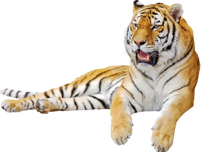 Challenge of saving tiger | वाघ वाचविण्याचे आव्हान Challenge of saving tiger | वाघ वाचविण्याचे आव्हान