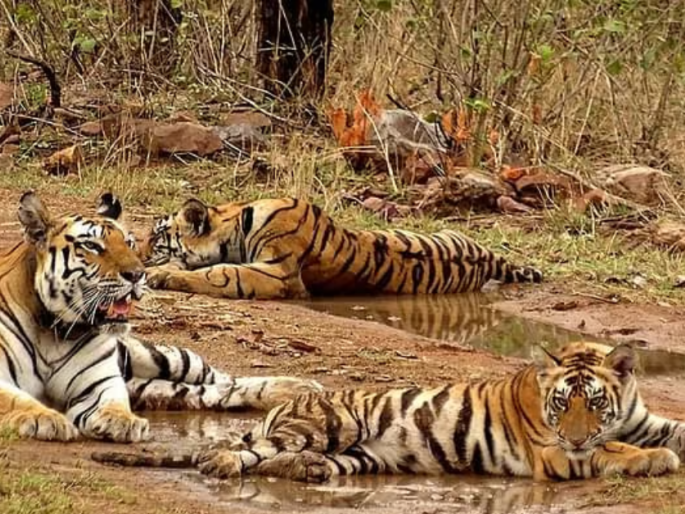 Will the tiger's cradle in the Sahyadri Tiger Reserve be moved? | सह्याद्री व्याघ्र प्रकल्पात वाघांचा पाळणा हलणार का?