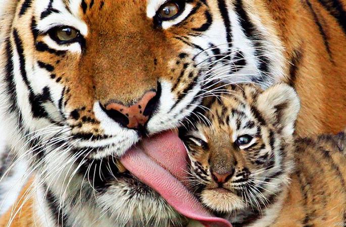 Tiger population increases by 5% in five years: forest department claims | पाच वर्षात राज्यातील वाघांच्या संख्येत ६४ टक्यांनी वाढ : वनविभागाचा दावा