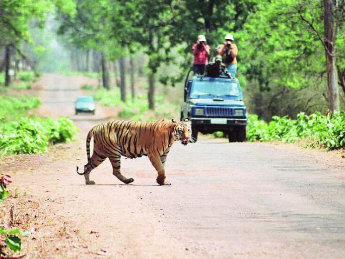 There is no zonal master plan for the sanctuary in the state even after approval | मंजुरीनंतरही राज्यातील अभयारण्यासाठी झोनल मास्टर प्लॅन नाही There is no zonal master plan for the sanctuary in the state even after approval | मंजुरीनंतरही राज्यातील अभयारण्यासाठी झोनल मास्टर प्लॅन नाही