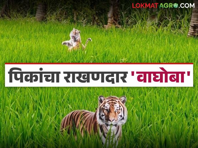 To prevent damage to agriculture by wild animals, keep tigers in the fields and leopards at home; Know the details | वन्यप्राण्यांकडून शेतीचे नुकसान टाळण्यासाठी शेतात वाघोबा तर घरावर बिबट्या; जाणून घ्या सविस्तर