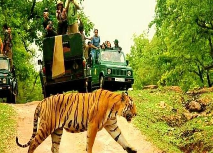 Technical process for Umred tourism started with Pench, Bor | पेंच, बोरसह उमरेडच्या पर्यटनासाठी तांत्रिक प्रक्रिया सुरू Technical process for Umred tourism started with Pench, Bor | पेंच, बोरसह उमरेडच्या पर्यटनासाठी तांत्रिक प्रक्रिया सुरू
