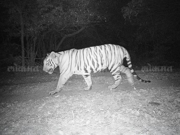 Another tiger recorded in the Sahyadri Tiger Reserve | सह्याद्री व्याघ्र राखीव क्षेत्रात आणखी एका वाघाची नोंद, ‘एसटीआर-टी २’ नामकरण Another tiger recorded in the Sahyadri Tiger Reserve | सह्याद्री व्याघ्र राखीव क्षेत्रात आणखी एका वाघाची नोंद, ‘एसटीआर-टी २’ नामकरण