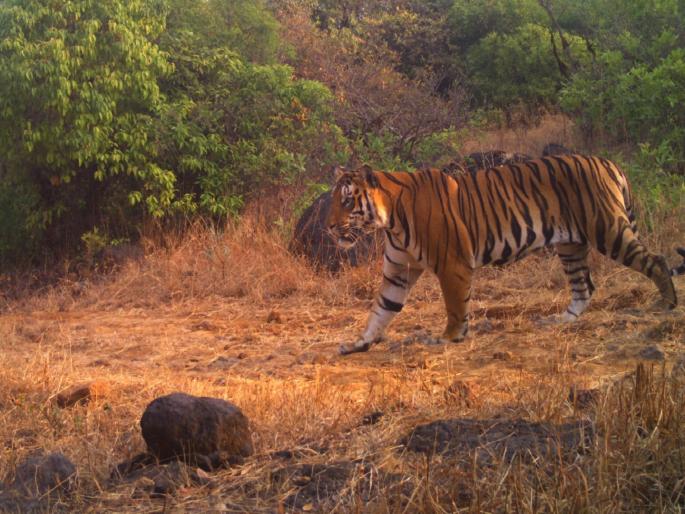 Patteri 'T-1' tiger stay in Sahyadri project! | सह्याद्री प्रकल्पात पट्टेरी 'टी-१' वाघ मुक्कामाला! Patteri 'T-1' tiger stay in Sahyadri project! | सह्याद्री प्रकल्पात पट्टेरी 'टी-१' वाघ मुक्कामाला!