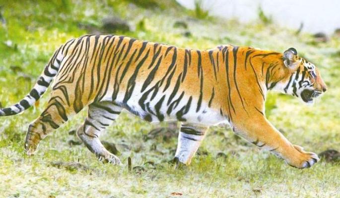 Tiger seen in Khapri-Fukeshwar farm | खापरी-फुकेश्वर शेतशिवारात दिसला वाघ Tiger seen in Khapri-Fukeshwar farm | खापरी-फुकेश्वर शेतशिवारात दिसला वाघ
