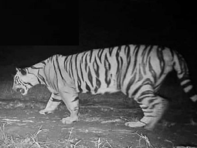 Striped tiger found in Sahyadri Tiger Reserve, caught on camera | सह्याद्री व्याघ्र प्रकल्पात आढळला पट्टेरी वाघ, कॅमेऱ्यात कैद 