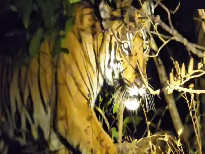 Tiger sighted in Sindhudurg district in the Sahyadri belt, confirmed by the Forest Department | सह्याद्रीच्या पट्ट्यात वाघिणीचे दर्शन, वनविभागाकडूनही दुजोरा -video Tiger sighted in Sindhudurg district in the Sahyadri belt, confirmed by the Forest Department | सह्याद्रीच्या पट्ट्यात वाघिणीचे दर्शन, वनविभागाकडूनही दुजोरा -video