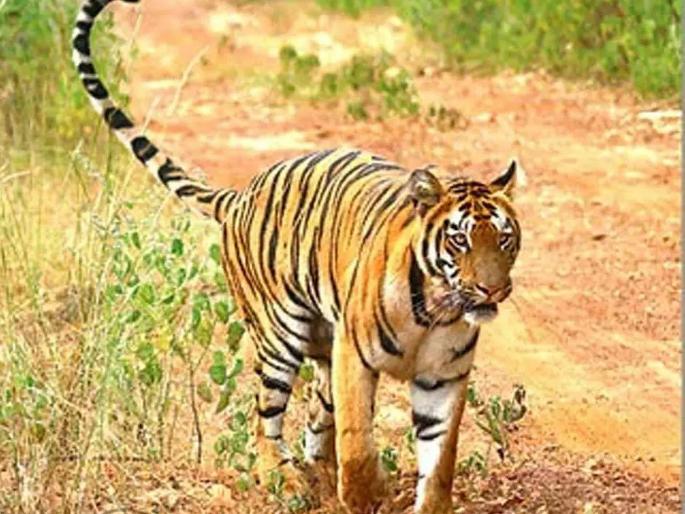 Number of tigers in Sindhudurga reaches eight, new tiger census reveals: Forest area is decreasing | सिंधुदुर्गात वाघांची संख्या पोहोचली आठवर, नव्या व्याघ्र गणनेत नाेंद : जंगलक्षेत्र घटतेय