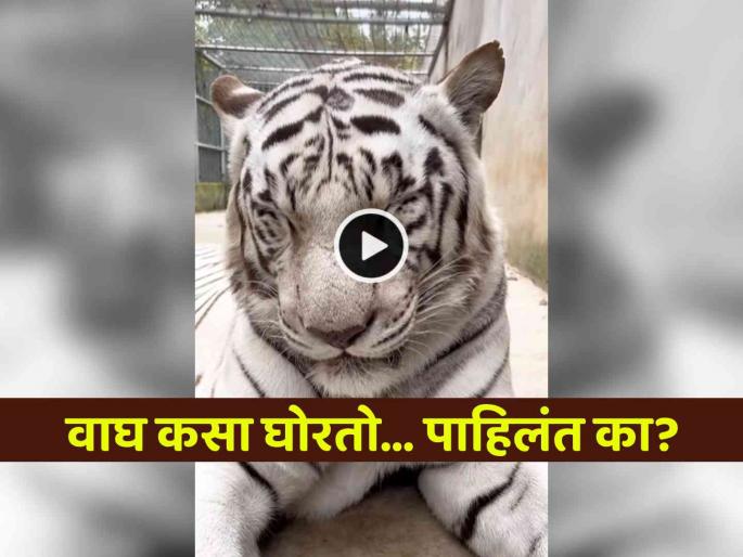 viral video have you ever seen a tiger snoring netizens shocked passes hilarious comments | वाघाला घोरताना कधी पाहिलंय? VIDEO पाहून नेटकरी म्हणतायत, "हे तर आमच्या बाबांसारखेच..."