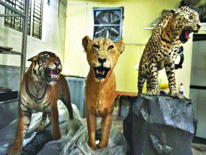 Transformation of 'Tiger Recognition Center' | ‘व्याघ्र परिचय केंद्रा’चा कायापालट Transformation of 'Tiger Recognition Center' | ‘व्याघ्र परिचय केंद्रा’चा कायापालट
