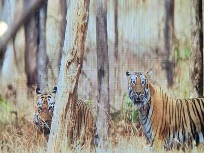 In the Nagzira Wildlife Sanctuary, the deadly damaged tiger safely | नागझिरा अभयारण्यात प्राणांतिक झुंजीत जबर जखमी झालेला वाघ सुखरूप In the Nagzira Wildlife Sanctuary, the deadly damaged tiger safely | नागझिरा अभयारण्यात प्राणांतिक झुंजीत जबर जखमी झालेला वाघ सुखरूप