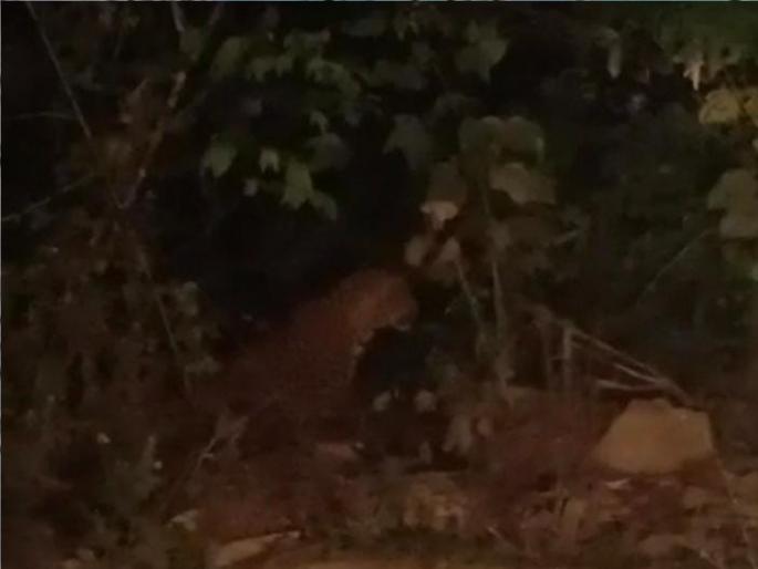 Some youths see a tiger in Tilari ghat?, video viral; However | तिलारी घाटात वाघाचे दर्शन?, व्हिडिओ व्हायरल; पण.. Some youths see a tiger in Tilari ghat?, video viral; However | तिलारी घाटात वाघाचे दर्शन?, व्हिडिओ व्हायरल; पण..