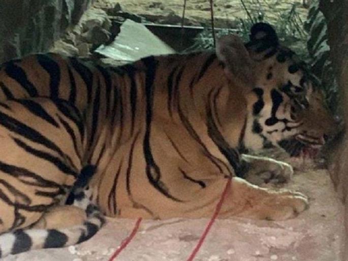 Cought RT-1 in Gorewada cage | जेरबंद आरटी-१ गोरेवाड्याच्या पिंजऱ्यात Cought RT-1 in Gorewada cage | जेरबंद आरटी-१ गोरेवाड्याच्या पिंजऱ्यात