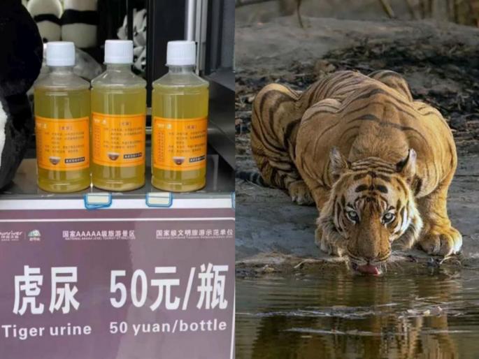 China is selling tiger urine in bottles; some are drinking it, some are applying it to their bodies for the tritment of arthritis | वाघाचं मूत्र बाटल्यांमध्ये भरून विकतोय चीन; कुणी पितंय, कुणी अंगाला लावतंय! प्रकरण काय? China is selling tiger urine in bottles; some are drinking it, some are applying it to their bodies for the tritment of arthritis | वाघाचं मूत्र बाटल्यांमध्ये भरून विकतोय चीन; कुणी पितंय, कुणी अंगाला लावतंय! प्रकरण काय?