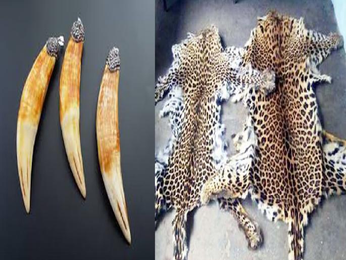 Seventeen tiger cubs with leopard remains seized five to seven months ago | सतरा वाघनख्यांसह बिबट्याचे अवशेष जप्त, पाच ते सात महिन्यांपूर्वी केली होती शिकार