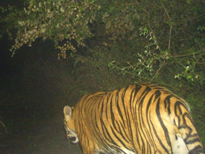 The tiger turned now near Sukali, Khadgaon village: Foot mark found | वाघाची पावलं आता सुकळी, खडगा गावाजवळ : पगमार्क आढळले The tiger turned now near Sukali, Khadgaon village: Foot mark found | वाघाची पावलं आता सुकळी, खडगा गावाजवळ : पगमार्क आढळले