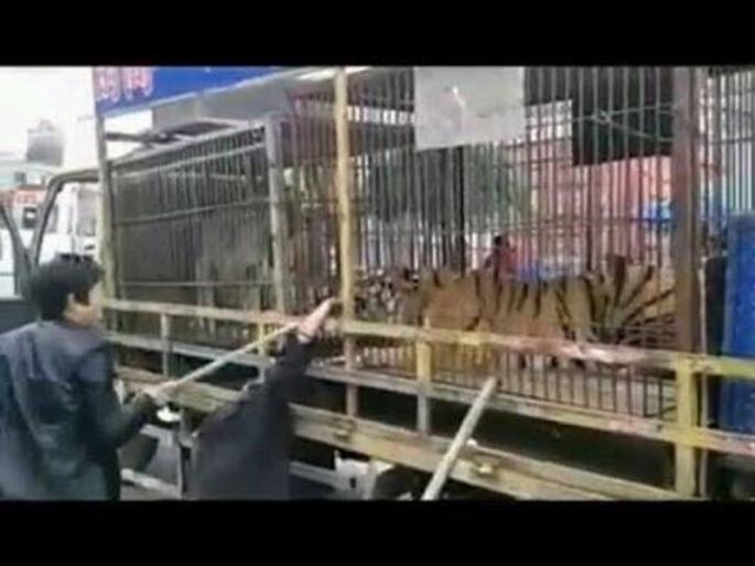 Tiger swallowed currency from drunker | वाघाला नोटा खाण्यास द्यायला गेला आणि दोन बोटं गमावून बसला  Tiger swallowed currency from drunker | वाघाला नोटा खाण्यास द्यायला गेला आणि दोन बोटं गमावून बसला