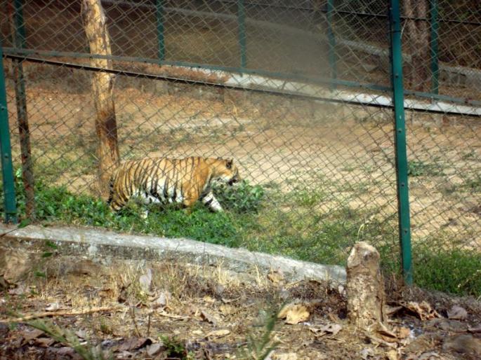 Wildlife Week Special: Wildlife migration due to projects | वन्यजीव सप्ताह विशेष : प्रकल्पांमुळे वन्यजीवांचे स्थलांतर Wildlife Week Special: Wildlife migration due to projects | वन्यजीव सप्ताह विशेष : प्रकल्पांमुळे वन्यजीवांचे स्थलांतर