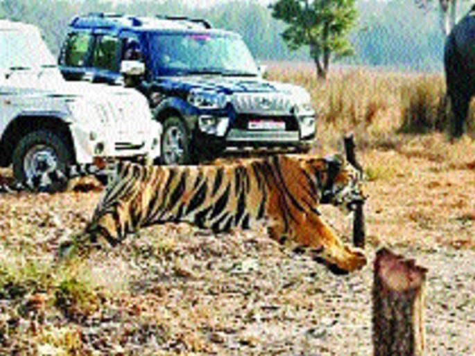The drumming tigers in the forest were shaking in the forest, in the Amravati district | डरकाळी फोडत वाघाने जंगलात ठोकली धूम, अमरावती जिल्ह्यात घालत होता धुमाकूळ The drumming tigers in the forest were shaking in the forest, in the Amravati district | डरकाळी फोडत वाघाने जंगलात ठोकली धूम, अमरावती जिल्ह्यात घालत होता धुमाकूळ