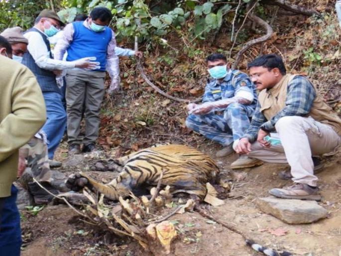 wildlife body part were seized | एका वाघनखाच्या शोधात वनाधिकारी, वन्यप्राण्यांचे अवशेष जप्त wildlife body part were seized | एका वाघनखाच्या शोधात वनाधिकारी, वन्यप्राण्यांचे अवशेष जप्त