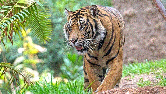 No proposal for Sagareshwar tiger project! NTRC's only green lantern: | सागरेश्वरच्या व्याघ्र प्रकल्पाचा प्रस्तावच नाही! एनटीआरसीचा मात्र हिरवा कंदील :  No proposal for Sagareshwar tiger project! NTRC's only green lantern: | सागरेश्वरच्या व्याघ्र प्रकल्पाचा प्रस्तावच नाही! एनटीआरसीचा मात्र हिरवा कंदील :