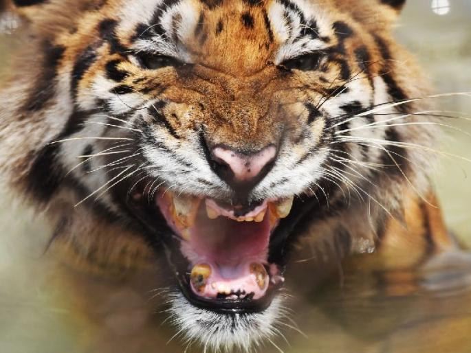 Young farmer killed in a tiger attack in vardha | वाघाच्या हल्ल्यात तरुण शेतकरी ठार; कुटुंबावर दु:खाचा डोंगर Young farmer killed in a tiger attack in vardha | वाघाच्या हल्ल्यात तरुण शेतकरी ठार; कुटुंबावर दु:खाचा डोंगर