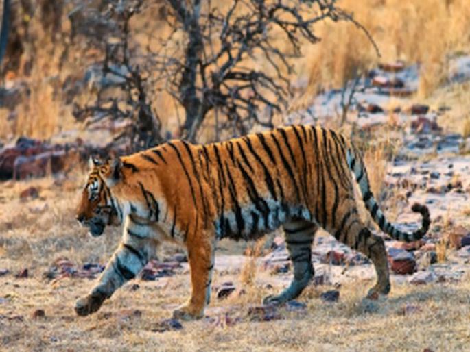 Death of T-Three Tigers in Tipeshwar Sanctuary; Sealed samples are sent to the laboratory for testing | टिपेश्वर अभयारण्यातील टी-थ्री वाघाचा मृत्यू; सिलबंद नमूने तपासणीसाठी पाठविले प्रयोगशाळेत Death of T-Three Tigers in Tipeshwar Sanctuary; Sealed samples are sent to the laboratory for testing | टिपेश्वर अभयारण्यातील टी-थ्री वाघाचा मृत्यू; सिलबंद नमूने तपासणीसाठी पाठविले प्रयोगशाळेत