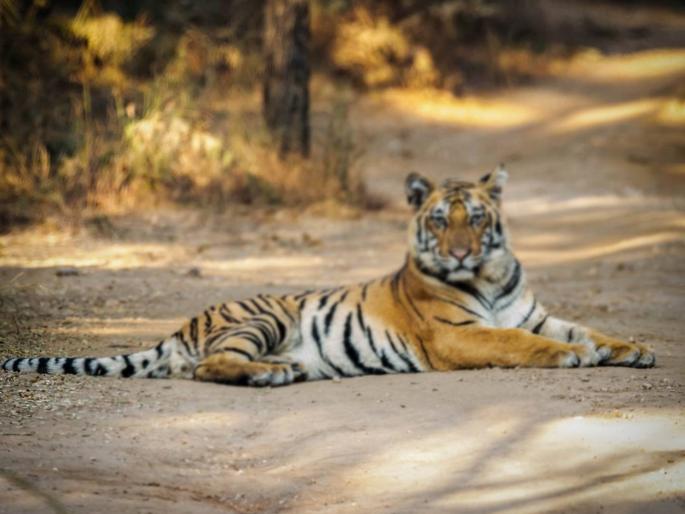 Tiger attack on woman | सरपण गाेळ्या करणाऱ्या महिलेवर वाघाचा हल्ला; आरडाओरड केल्यामुळे वाघाने ठाेकली धूम Tiger attack on woman | सरपण गाेळ्या करणाऱ्या महिलेवर वाघाचा हल्ला; आरडाओरड केल्यामुळे वाघाने ठाेकली धूम