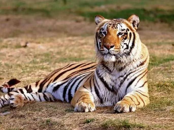 Tiger's body found in decomposed state in Malkazari area; | मलकाझरी परिसरात कुजलेल्या अवस्थेत आढळला वाघाचा मृतदेह; पाच सहा दिवसांपुर्वी मृत्यू झाल्याचा अंदाज Tiger's body found in decomposed state in Malkazari area; | मलकाझरी परिसरात कुजलेल्या अवस्थेत आढळला वाघाचा मृतदेह; पाच सहा दिवसांपुर्वी मृत्यू झाल्याचा अंदाज