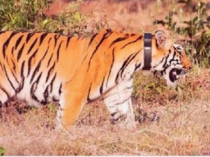 Sangli: New chapter in Sahyadri Tiger Project; 'Tara' starts free movement, will be monitored through radio collar | Sangli: सह्याद्री व्याघ्र प्रकल्पात नवा अध्याय; 'तारा'चा मुक्त संचार सुरू, रेडिओ कॉलरद्वारे ठेवणार लक्ष