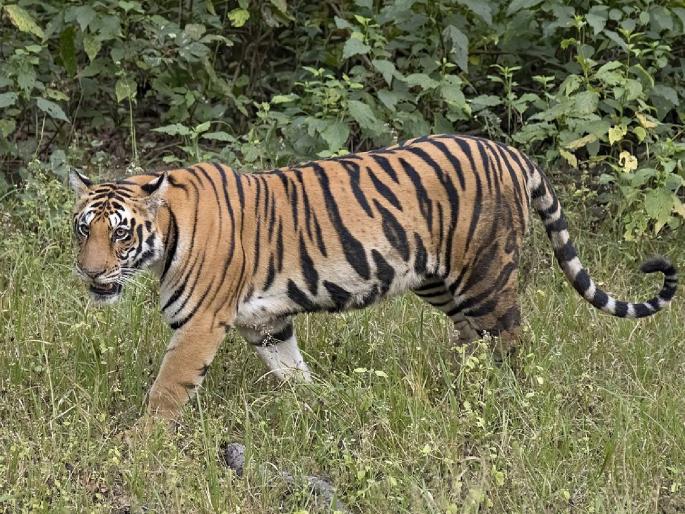 What kind of cruel tourism policy is this that makes tigers eat humans? | वाघांना माणूस खाऊ घालणारी ही कसली वनपर्यटनाची क्रूर नीती? What kind of cruel tourism policy is this that makes tigers eat humans? | वाघांना माणूस खाऊ घालणारी ही कसली वनपर्यटनाची क्रूर नीती?
