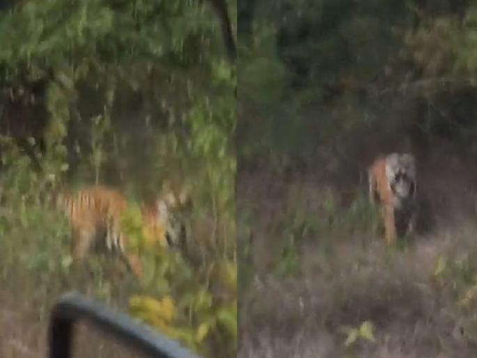 Viral Tiger Video: Tourist Went to see the tiger closely, Suddenley tiger attacked | Viral Tiger Video: शॉकिंग! वाघाला जवळून बघायला गेले, तेवढ्यात वाघाने केला हल्ला...पाहा Video