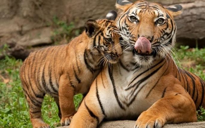 Avni's female cub will be released in the forest | ‘अवनी’च्या मादी बछडीला जंगलात सोडणार Avni's female cub will be released in the forest | ‘अवनी’च्या मादी बछडीला जंगलात सोडणार