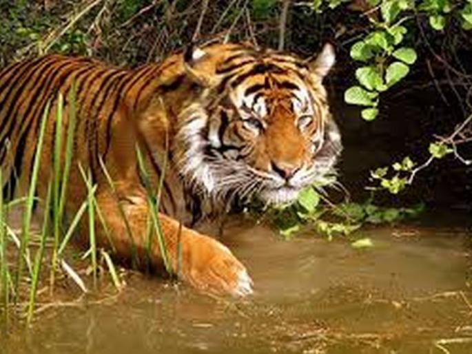 Hopeful picture of one more Tiger Corridor in Buldhana | बुलडाणा जिल्ह्यात आणखी एक टायगर कॉरिडॉर निर्माण होण्याचे आशादायक चित्र