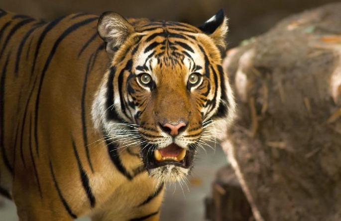 man killed in a tiger attack in nagbhid tehsil chandrapur | तेंदुपत्ता संकलनासाठी गेलेल्या व्यक्तीला वाघाने केले ठार; नागभीड तालुक्यातील घटना man killed in a tiger attack in nagbhid tehsil chandrapur | तेंदुपत्ता संकलनासाठी गेलेल्या व्यक्तीला वाघाने केले ठार; नागभीड तालुक्यातील घटना