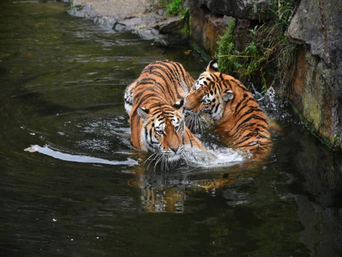 Why do tigers sit in water for hours? IFS officer Susanta Nanda said the reason | वाघ पाण्यात तासंतास का बसतात? IFS अधिकाऱ्याने सांगितले कारण, ऐकून तुम्हीही व्हाल थक्क! Why do tigers sit in water for hours? IFS officer Susanta Nanda said the reason | वाघ पाण्यात तासंतास का बसतात? IFS अधिकाऱ्याने सांगितले कारण, ऐकून तुम्हीही व्हाल थक्क!