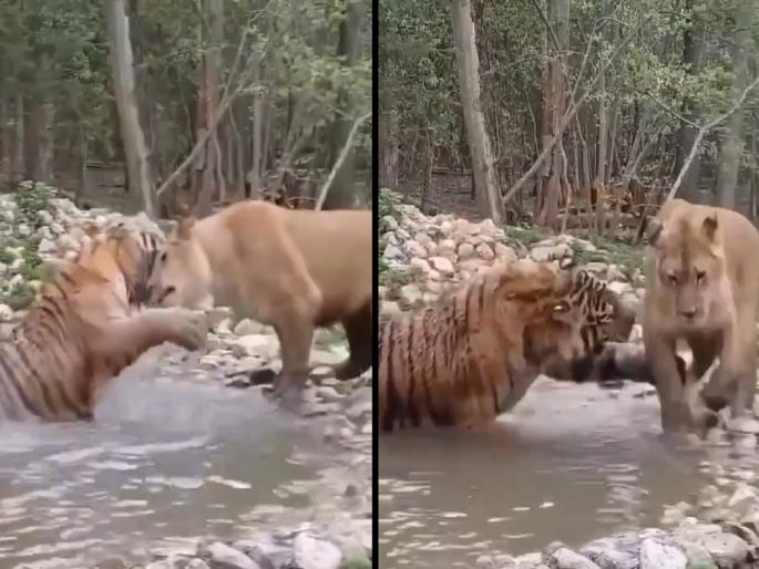 Video: 'We will not break this friendship...' You will be surprised to see the friendship of a tiger and a lion, the video goes viral... | Video: 'ये दोस्ती हम नहीं तोड़ेंगे...' वाघ आणि सिंहाची मैत्री पाहून चकीत व्हाल, व्हिडिओ व्हायरल