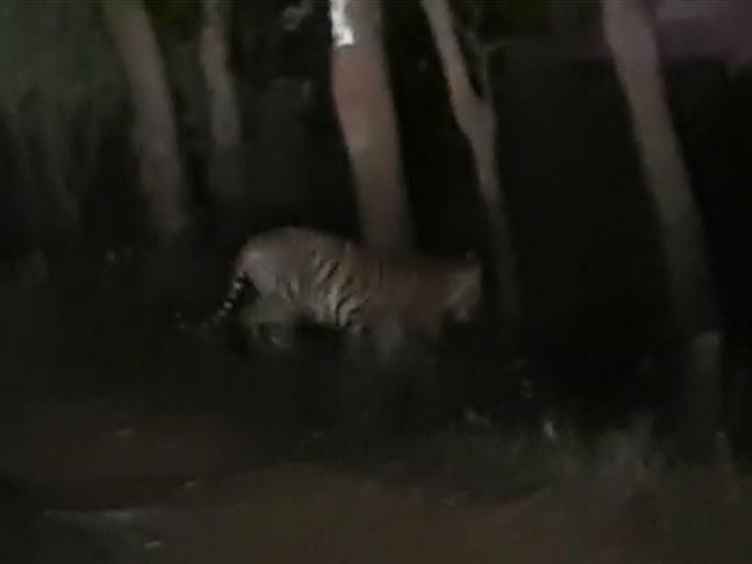 In Bhandara, luckly 3 professor seen tiger in koka forestVideo viral on social media | नशिबाची साथ अन् रात्री रस्त्यावर दिसला वाघ; Video सोशल मीडियावर व्हायरल