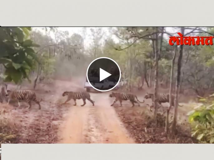 6 tigers spotted walking together at Umred Karhandla Wildlife Sanctuary in Maharashtra | कसलं भारी राव; महाराष्ट्रातल्या अभयारण्यातील सहा वाघ एकत्र पाहून म्हणाल Wowww! 6 tigers spotted walking together at Umred Karhandla Wildlife Sanctuary in Maharashtra | कसलं भारी राव; महाराष्ट्रातल्या अभयारण्यातील सहा वाघ एकत्र पाहून म्हणाल Wowww!
