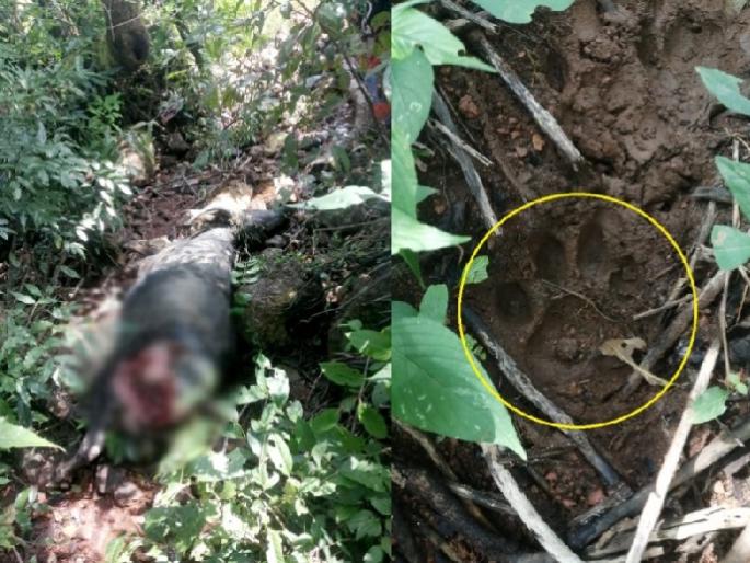Tigers roam in Chandgad Conservation Reserve | 'चंदगड कॉन्झर्वेशन रिझर्व्ह'मध्ये वाघाचा वावर, रेड्याची केली शिकार Tigers roam in Chandgad Conservation Reserve | 'चंदगड कॉन्झर्वेशन रिझर्व्ह'मध्ये वाघाचा वावर, रेड्याची केली शिकार