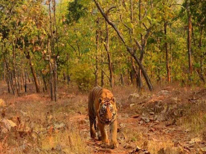 Forest department arrested three people who came to sell tiger skin and nails in Shahada | शहाद्यात वाघाची कातडी आणि नखे विक्रीसाठी आलेल्या तिघांना वनविभागाकडून अटक Forest department arrested three people who came to sell tiger skin and nails in Shahada | शहाद्यात वाघाची कातडी आणि नखे विक्रीसाठी आलेल्या तिघांना वनविभागाकडून अटक