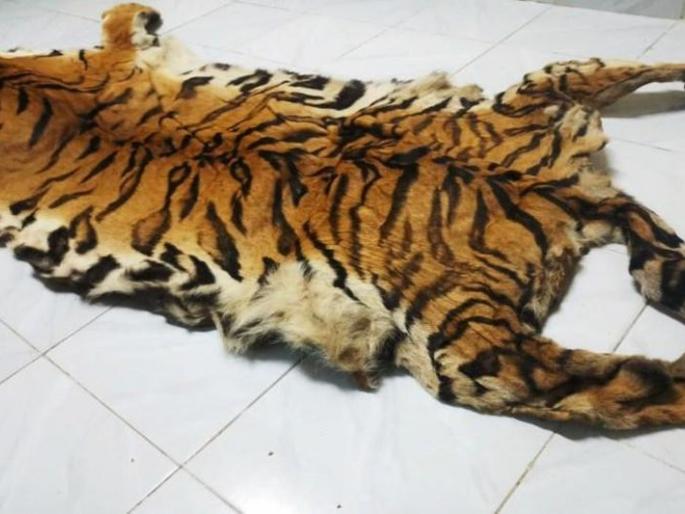 Forest department reviews tiger skin with wildlife products: high-level orders | व्याघ्रचर्मासह वन्यजीवनिर्मित वस्तूंचा वन विभाग घेणार आढावा : उच्चस्तरीय आदेश Forest department reviews tiger skin with wildlife products: high-level orders | व्याघ्रचर्मासह वन्यजीवनिर्मित वस्तूंचा वन विभाग घेणार आढावा : उच्चस्तरीय आदेश