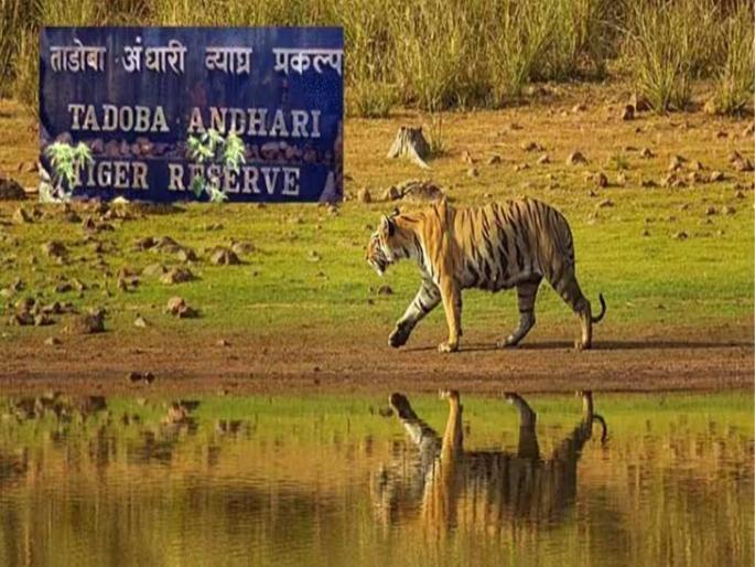 Tadoba Tiger Reserve :Online booking of Tadoba Andhari tiger project closed for Christmas, New Year court order | ताडोबा जंगल सफारी करणाऱ्या पर्यटकांचा हिरमोड; ऑनलाईन बुकींग बंद, कोर्टाचे आदेश Tadoba Tiger Reserve :Online booking of Tadoba Andhari tiger project closed for Christmas, New Year court order | ताडोबा जंगल सफारी करणाऱ्या पर्यटकांचा हिरमोड; ऑनलाईन बुकींग बंद, कोर्टाचे आदेश
