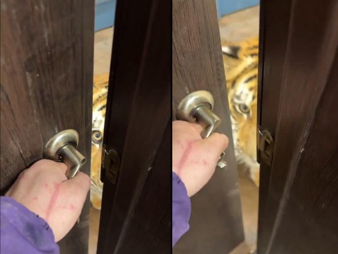 Viral Tiger Video: Tiger seen as soon as the door of the house was opened What happened next? Watch | Video : घराचे दार उघडताच दिसला वाघ, महिलेची बोबडी वळाली; पुढे काय घडले? पाहा...