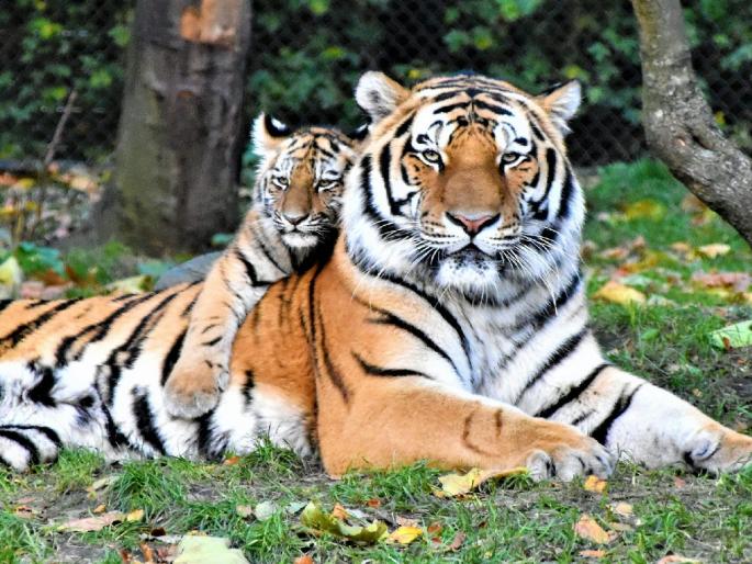 'Demotion' of tigers in Maharashtra; Neglect of the State Govt | महाराष्ट्रातील वाघांचे ‘डिमोशन’; राज्य शासनाचे दुर्लक्ष 'Demotion' of tigers in Maharashtra; Neglect of the State Govt | महाराष्ट्रातील वाघांचे ‘डिमोशन’; राज्य शासनाचे दुर्लक्ष