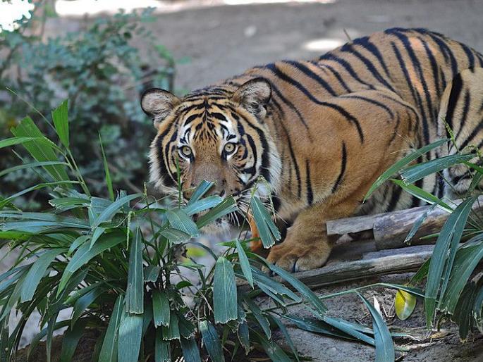 After the death of forest ranger Swati, the Tadoba-Dark Tiger Project finally decided to have a strength of 20 people. | वनरक्षक स्वातीच्या मृत्यूनंतर अखेर ताडोबा -अंधारी व्याघ्र प्रकल्पाने ठरविले २० व्यक्तींचे संख्याबळ