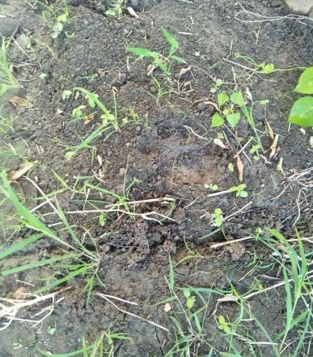 Tiger came in Narkhed taluka of Nagpur district | नागपूर जिल्ह्यातील नरखेड तालुक्यात वाघ आला रे वाघ ! Tiger came in Narkhed taluka of Nagpur district | नागपूर जिल्ह्यातील नरखेड तालुक्यात वाघ आला रे वाघ !