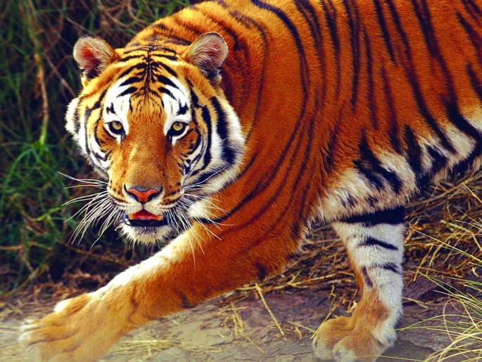 Cannibalist Wagheni's terror will end | नरभक्षक वाघिणीची दहशत संपणार Cannibalist Wagheni's terror will end | नरभक्षक वाघिणीची दहशत संपणार